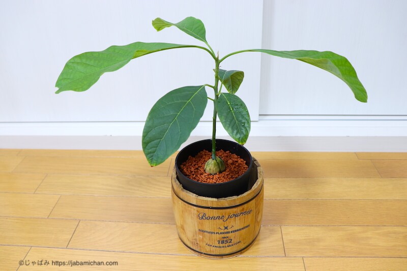 観葉植物 アボカドの種から セラミス を使って室内でアボカド育ててみた じゃばみのレビューブログ